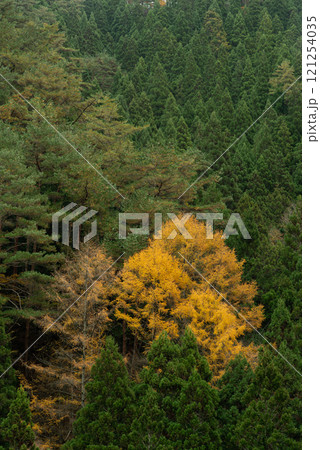 緑の杉林の中のカラマツの紅葉 緑の杉林の中のカラマツの紅葉 121254035
