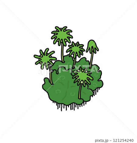 ゼニゴケ　雌株 121254240