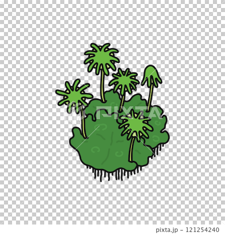 ゼニゴケ　雌株 121254240