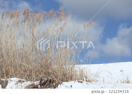 雪の上で揺れる枯れススキ 121254318