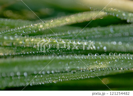 穏やかな陽射しを浴びて輝く朝露 121254482