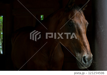 馬小馬小屋から顔を出す馬屋から顔を出す馬 馬小馬小屋から顔を出す馬屋から顔を出す馬 121254506