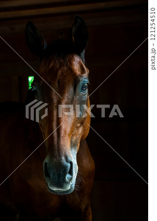馬小馬小屋から顔を出す馬屋から顔を出す馬 馬小馬小屋から顔を出す馬屋から顔を出す馬 121254510