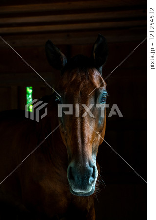馬小馬小屋から顔を出す馬屋から顔を出す馬 121254512