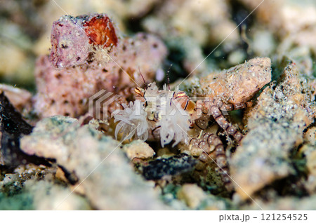 キンチャクガニ 抱卵 沖縄本島.1 キンチャクガニ 抱卵 沖縄本島.1 121254525
