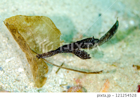 カミソリウオ・沖縄本島.2 121254528