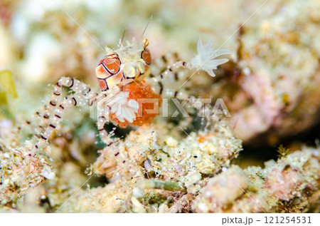 キンチャクガニ 抱卵 沖縄本島.4 キンチャクガニ 抱卵 沖縄本島.4 121254531