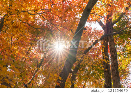 楓 カエデ メープル 121254679
