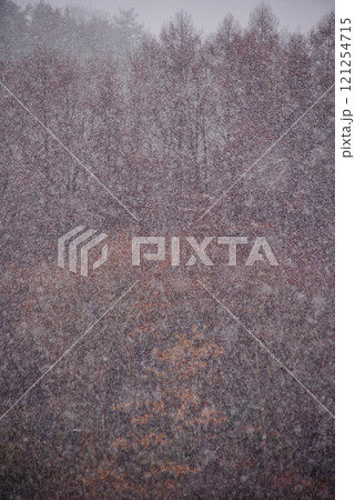 背景素材 小雪の頃、雪に霞む森の枯れ紅葉 背景素材 小雪の頃、雪に霞む森の枯れ紅葉 121254715