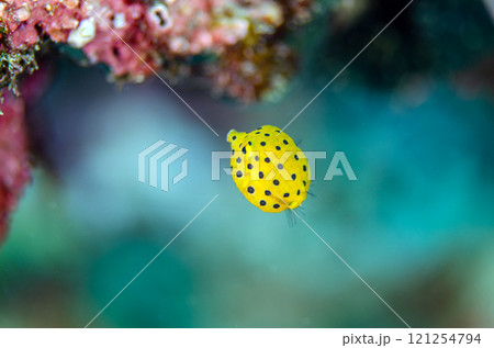 ミナミハコフグ幼魚・マクロ・沖縄本島.10 ミナミハコフグ幼魚・マクロ・沖縄本島.10 121254794