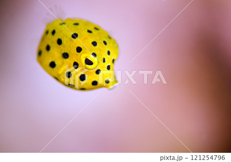 ミナミハコフグ幼魚・マクロ・沖縄本島.8 121254796