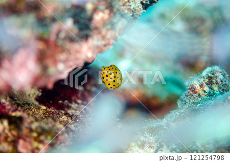 ミナミハコフグ幼魚・マクロ・沖縄本島.6 121254798