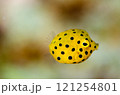 ミナミハコフグ幼魚・マクロ・沖縄本島.3 121254801