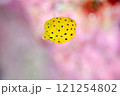 ミナミハコフグ幼魚・マクロ・沖縄本島.2 121254802