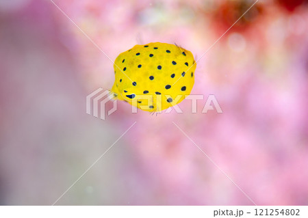 ミナミハコフグ幼魚・マクロ・沖縄本島.2 121254802