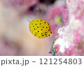 ミナミハコフグ幼魚・マクロ・沖縄本島.1 121254803