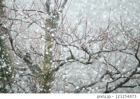 雪がたくさん降ってくる情景 雪がたくさん降ってくる情景 121254873