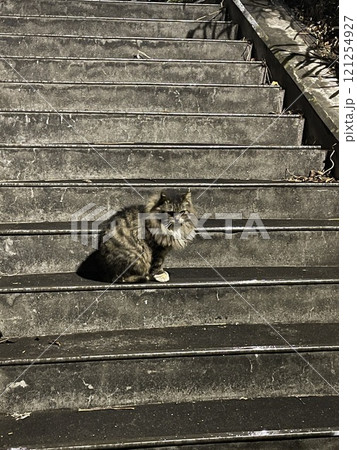 階段で様子をうかがう野良猫 121254927