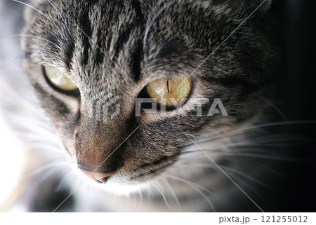 獲物を見つめるネコの顔 獲物を見つめるネコの顔 121255012