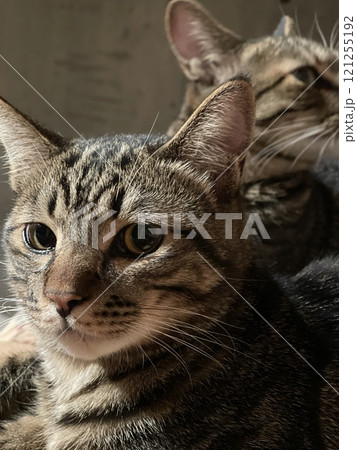 ネコ達の横顔 ネコ達の横顔 121255192