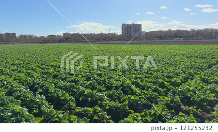 Early growth of green vegetables in an urban farm landscape 121255232