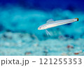 スジクロユリハゼ・マクロ・沖縄本島・万座.1 121255353