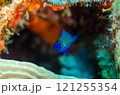 アマミスズメダイ幼魚・沖縄本島・万座 121255354