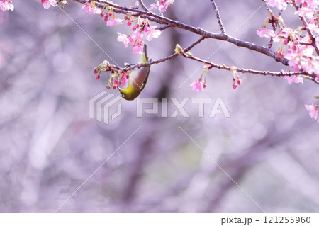 河津桜にとまるメジロ 河津桜にとまるメジロ 121255960