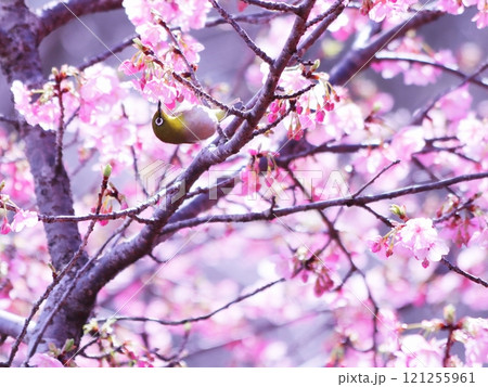 満開の河津桜にとまるかわいいメジロ 121255961