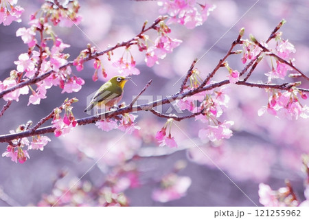 河津桜にとまるメジロ 121255962