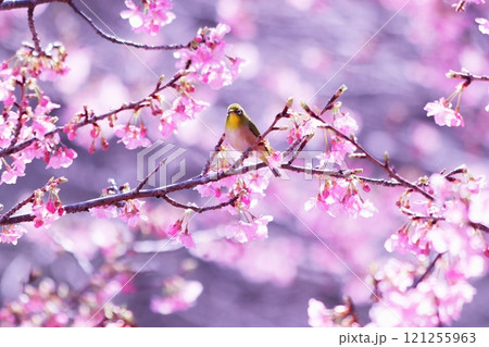 満開の河津桜にとまるメジロ 満開の河津桜にとまるメジロ 121255963