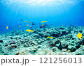 熱帯魚の群れ・スズメダイ・ベラ・チョウチョウウオ・沖縄本島・恩納村・万座.1 121256013