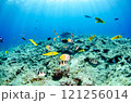 熱帯魚の群れ・スズメダイ・ベラ・チョウチョウウオ・沖縄本島・恩納村・万座.2 121256014
