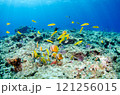 熱帯魚の群れ・スズメダイ・ベラ・チョウチョウウオ・沖縄本島・恩納村・万座.3 121256015