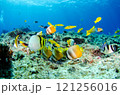 熱帯魚の群れ・スズメダイ・ベラ・チョウチョウウオ・沖縄本島・恩納村・万座.4 121256016