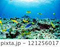 熱帯魚の群れ・スズメダイ・ベラ・チョウチョウウオ・沖縄本島・恩納村・万座.5 121256017