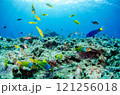 熱帯魚の群れ・スズメダイ・ベラ・チョウチョウウオ・沖縄本島・恩納村・万座.6 121256018