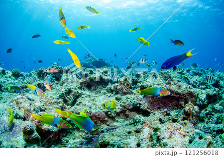 熱帯魚の群れ・スズメダイ・ベラ・チョウチョウウオ・沖縄本島・恩納村・万座.6 121256018