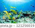 熱帯魚の群れ・スズメダイ・ベラ・チョウチョウウオ・沖縄本島・恩納村・万座.7 121256019