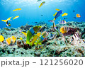 熱帯魚の群れ・スズメダイ・ベラ・チョウチョウウオ・沖縄本島・恩納村・万座.8 121256020