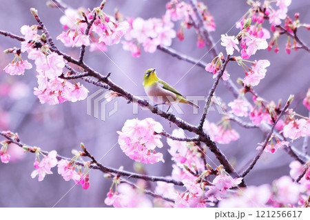 ピンク色の河津桜と可愛いメジロ 121256617