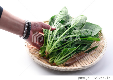 笊にのせたほうれん草（ 白背景 ） 121256917