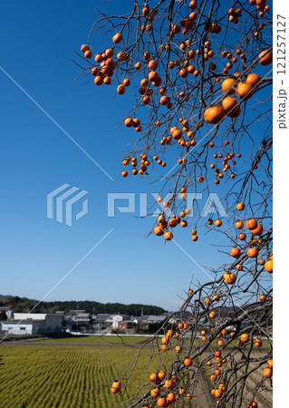 晩秋の古里の柿の木のイメージ 121257127
