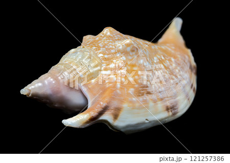 Strombus Gigas seashell on black background 121257386