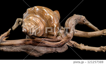 Hemifusus Tuba Shell on Driftwood 121257389