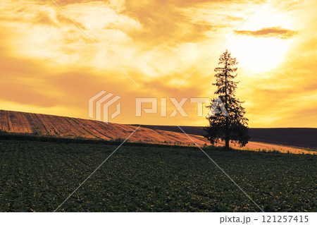 【美瑛町　クリスマスツリーの木の夕景】 121257415
