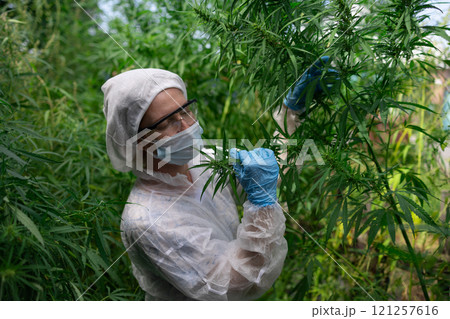 A Scientist Carefully Examining Cannabis Plants Thriving in a Controlled Greenhouse Environment 121257616