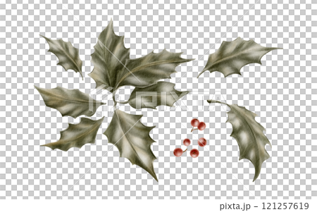 Vintage Christmas plant holly with leaves,berries as a symbol of holiday warmth and coziness.Watercolor illustration in vintage soft colors isolated on transparent background for prints,textile,cards 121257619