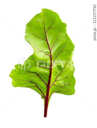 Beet green leaves close up. 121257792