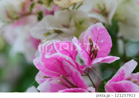 咲き誇るブーゲンビリア 121257913